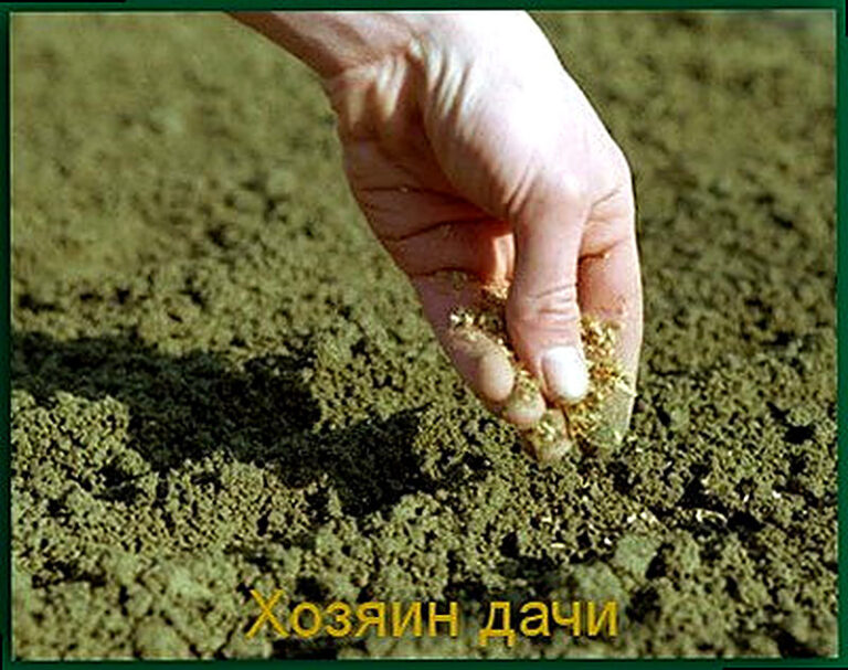 Чем засеять огород на зиму