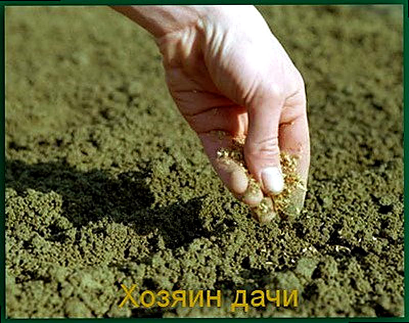 Чем засеять огород на зиму