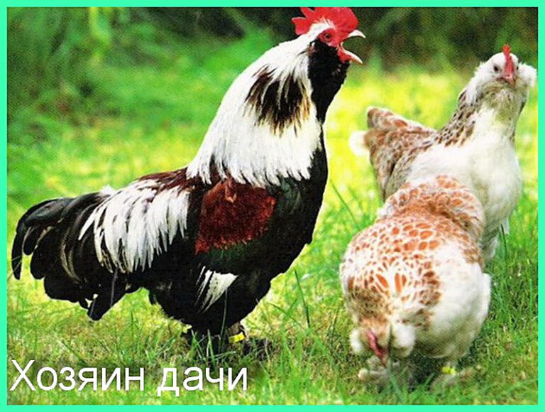 Содержание кур зимой на даче