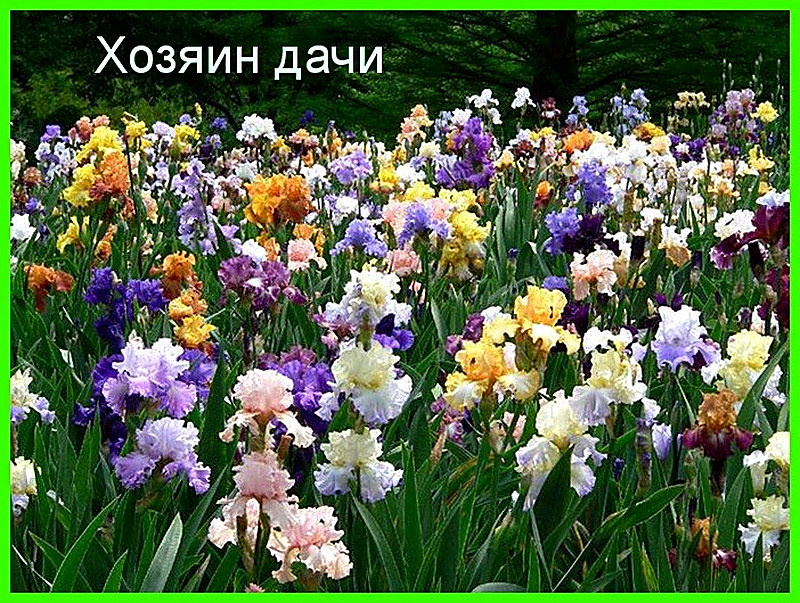 Ирисы подготовка к зиме