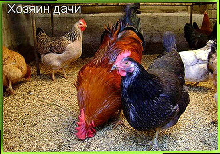 Куры на даче зимой