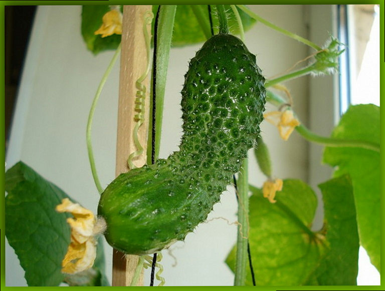 Как вырастить зимой огурцы