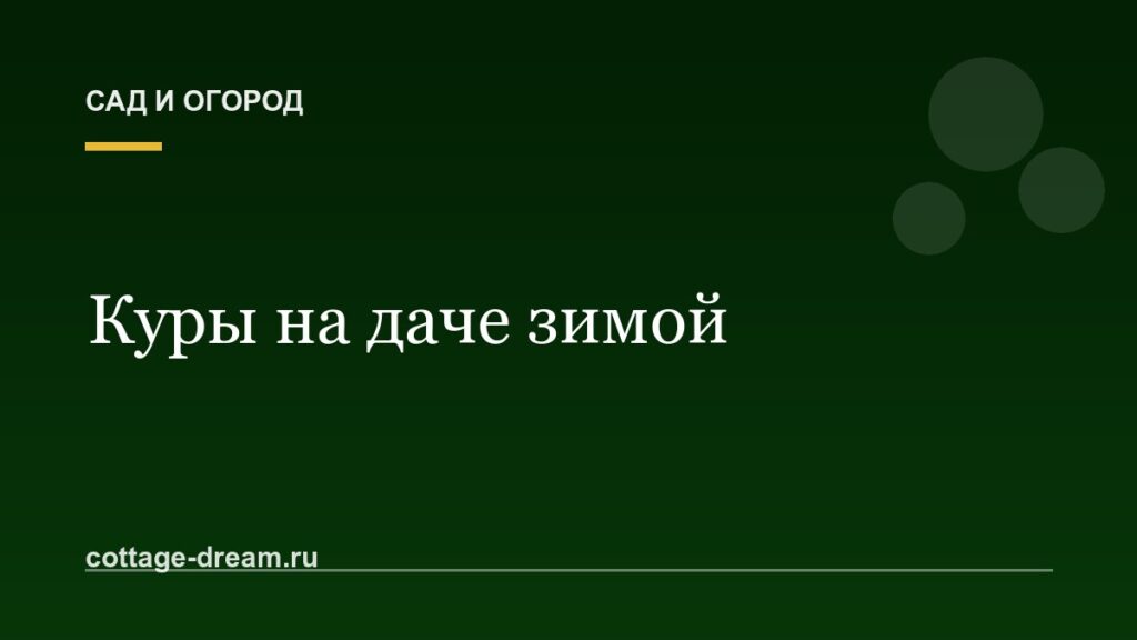 Куры на даче зимой: содержание
