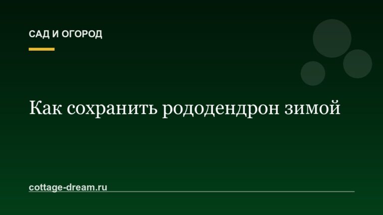 Как сохранить рододендрон зимой