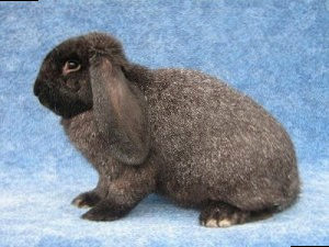 Вислоухий кролик баран