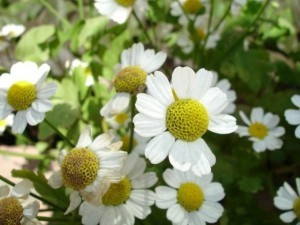 Лекарственное растение Ромашка