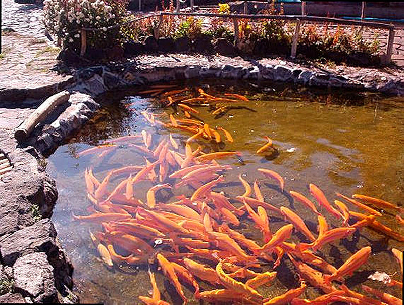 Форельное хозяйство