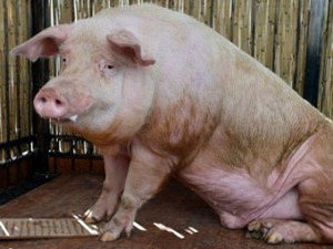 Уход за боровом