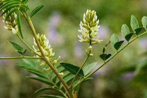 Лекарственное растение Солодка