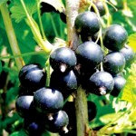 Смородина на даче