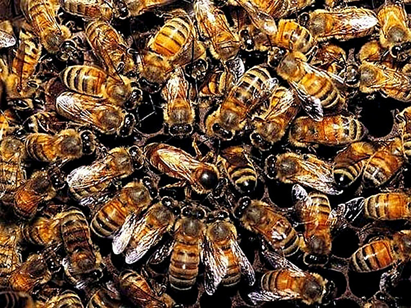 Искусственное роение пчёл