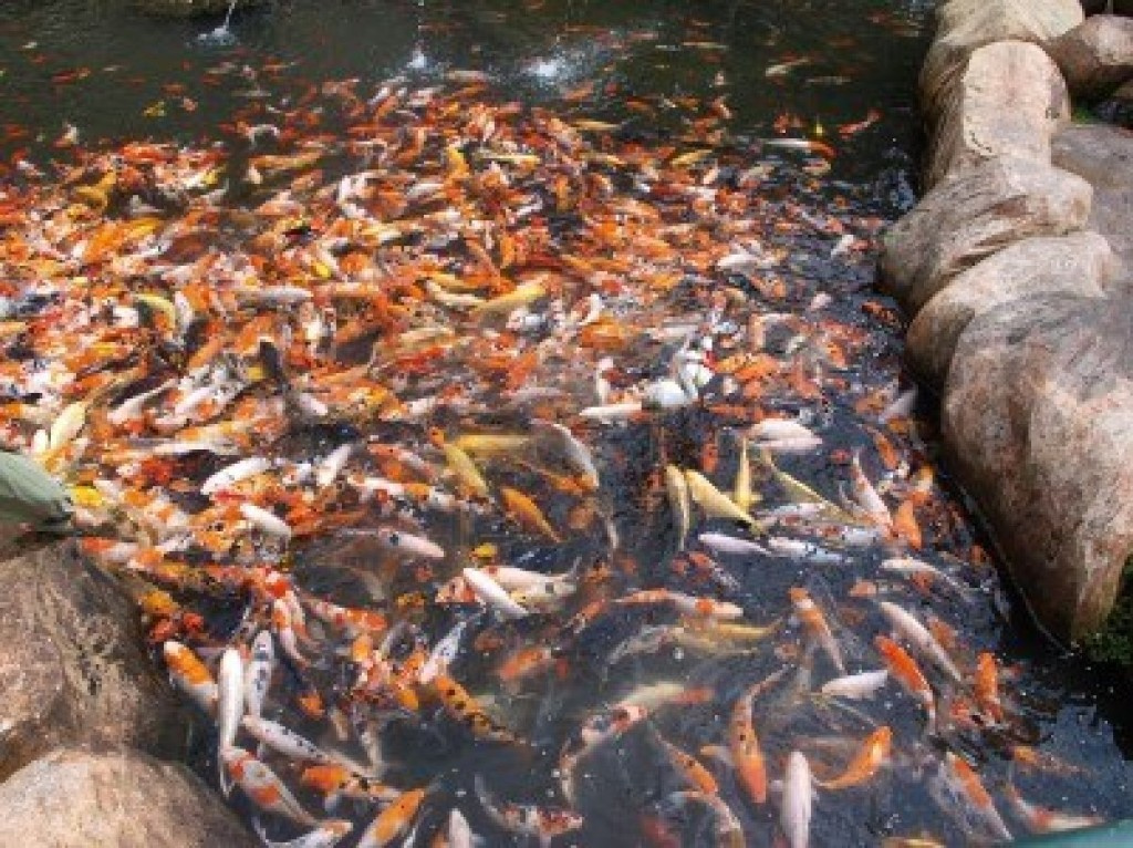 Число прудов для рыбы