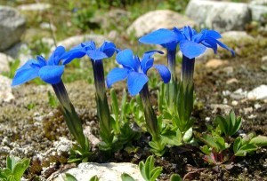 Растение Горечавка