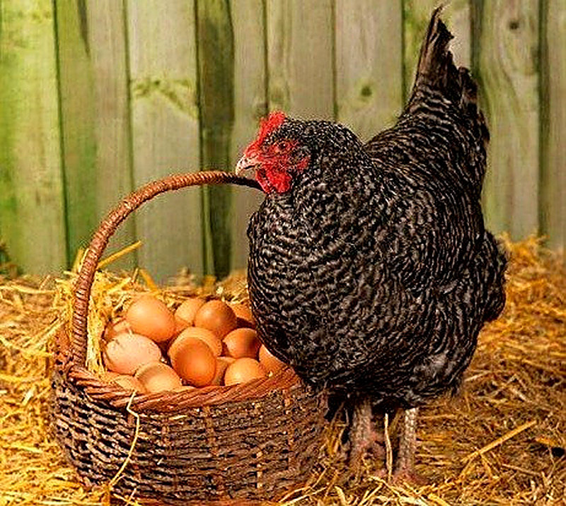 Уход за курами несушками зимой