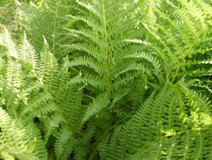 растение Папоротник