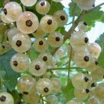 Смородина на даче