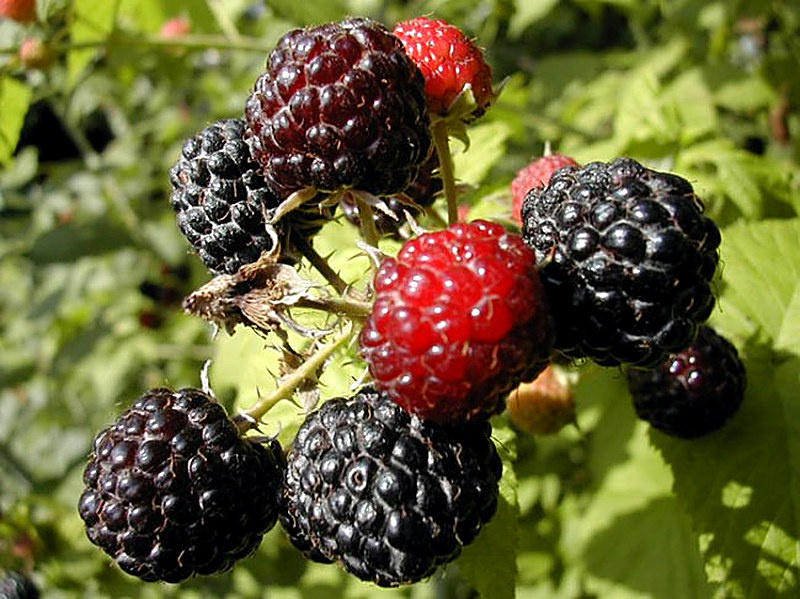 Уход за садовой ежевикой