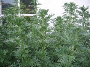 Лекарственное растение Полынь