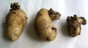 Рак картофеля