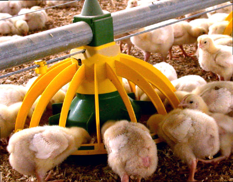 Откорм и убой птицы