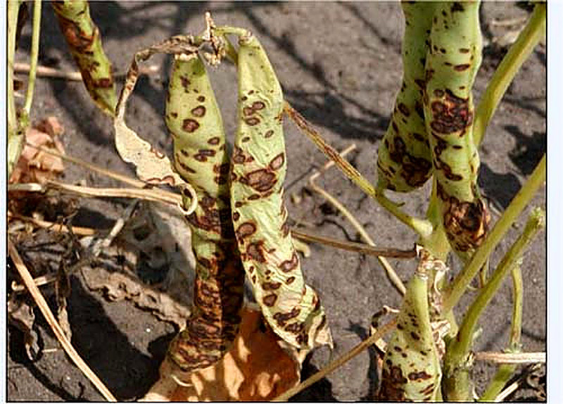 Болезни гороха