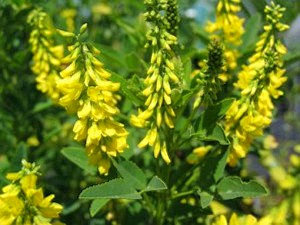 Растение Донник