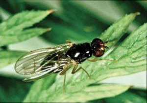 Морковная муха