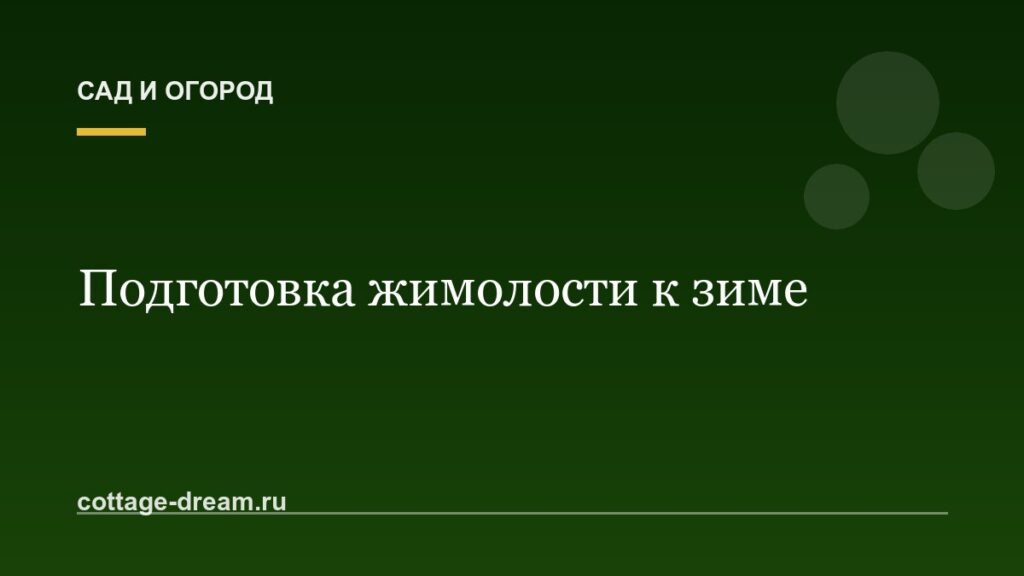 Подготовка жимолости к зиме