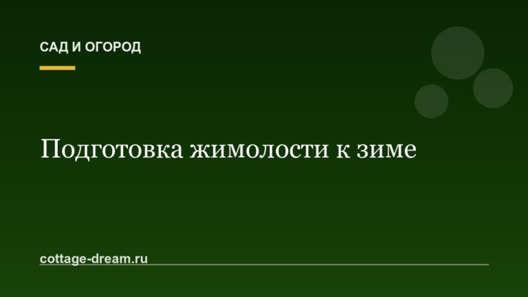 Подготовка жимолости к зиме
