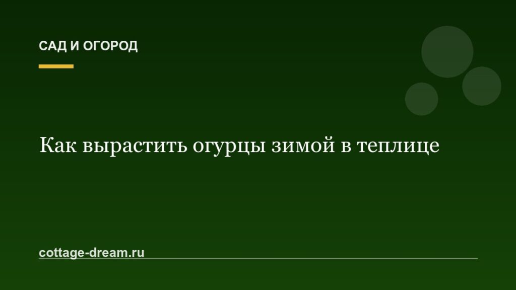 Как вырастить огурцы зимой в теплице