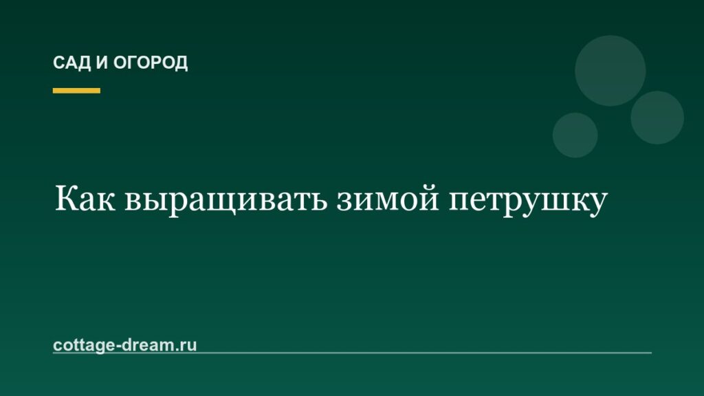Как выращивать зимой петрушку