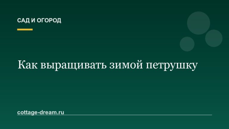 Как выращивать зимой петрушку