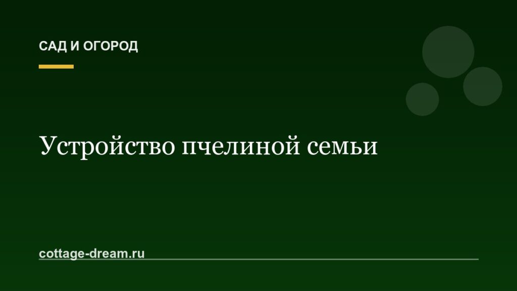 Устройство пчелиной семьи