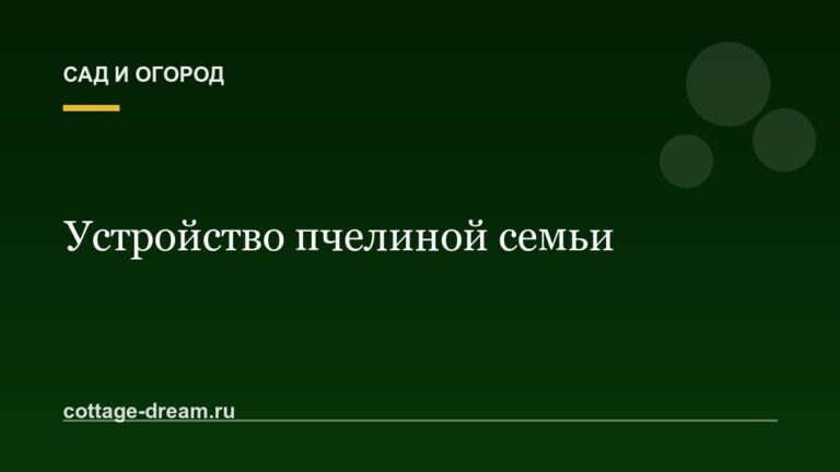 Устройство пчелиной семьи