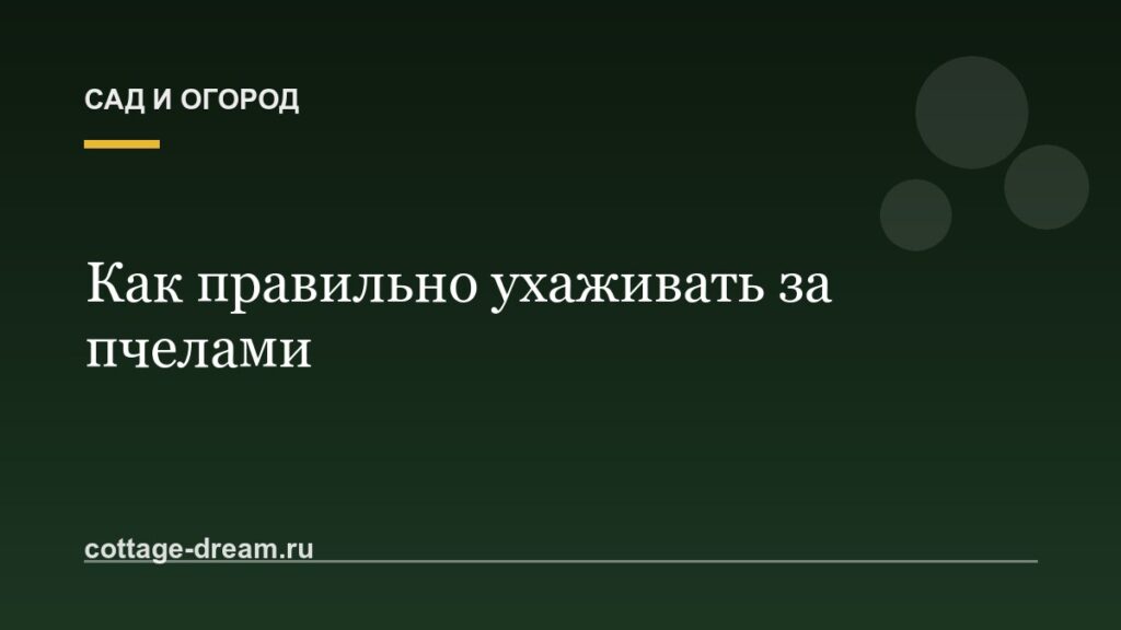 Как правильно ухаживать за пчелами