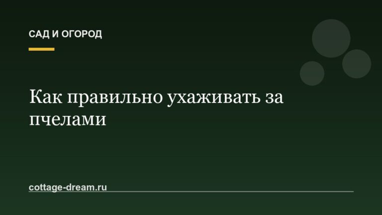 Как правильно ухаживать за пчелами