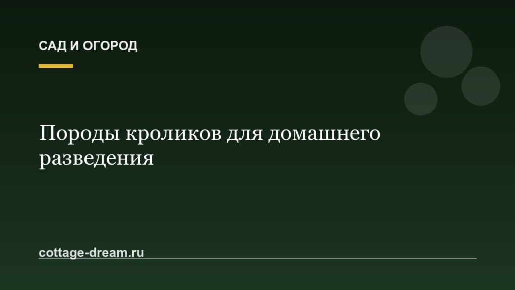Породы кроликов для домашнего разведения: фото и описание