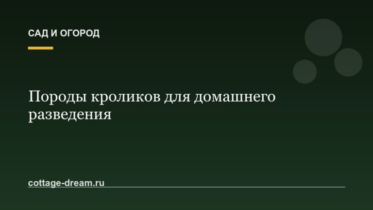 Породы кроликов для домашнего разведения: фото и описание