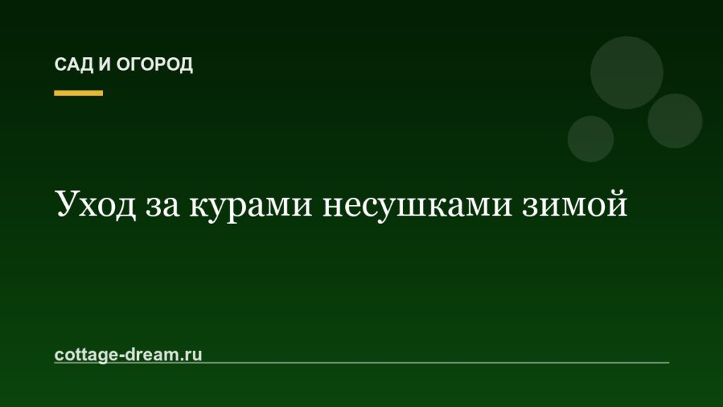 Уход за курами несушками зимой