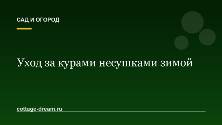 Уход за курами несушками зимой