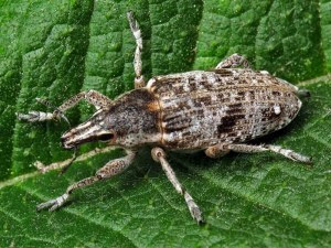 Свекловичный долгоносик