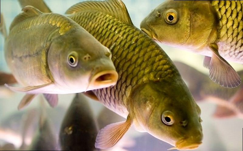 Календарь рыбовода