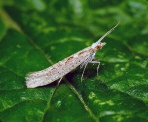 Капустная моль