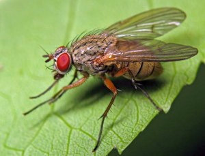 Капустная муха