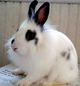 Рейнский кролик