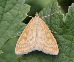 Луговой мотылёк