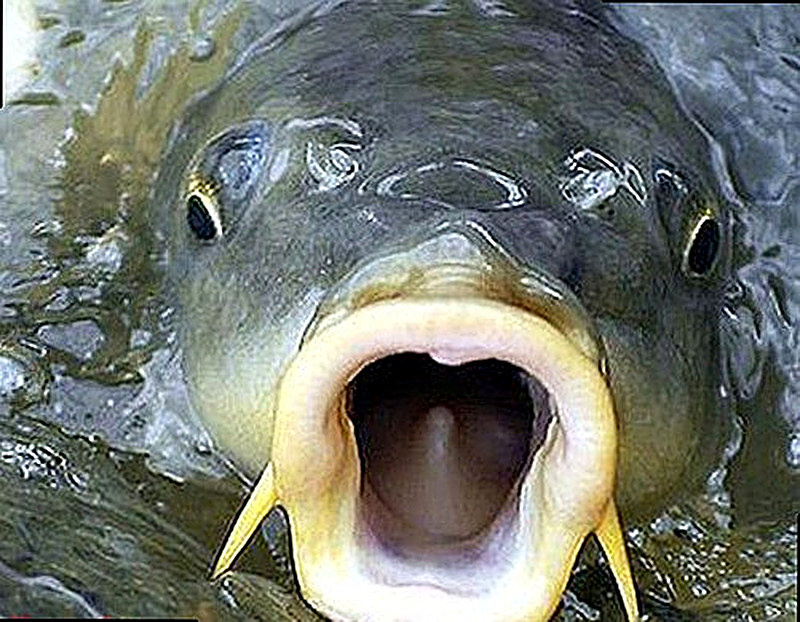 Корм для карповых рыб