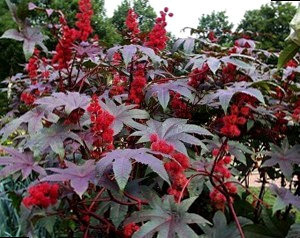 Растение Клещевина