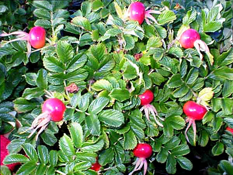 Шиповник на даче