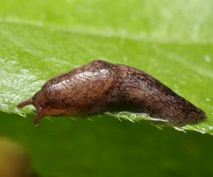 Полевые слизни